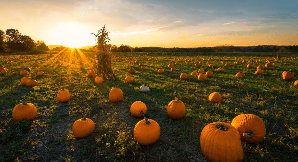 Guide to Northern Arizona Pumpkin Patches