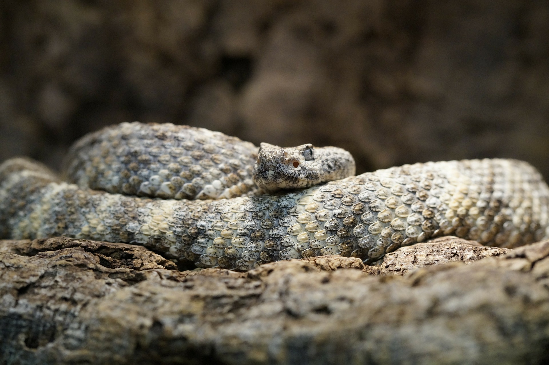 Oh, I Didn’t See You There! Debunking Rattlesnake Myths: They Aren’t As ...