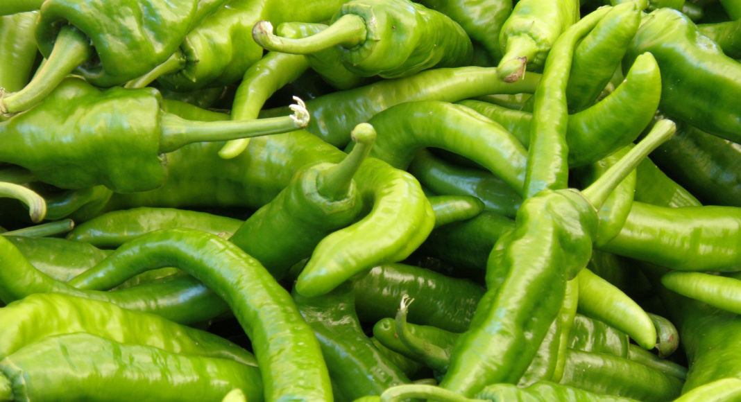 'Tis the Season (for Hatch Green Chiles)